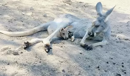 Nace cr�a de canguro en el Zool�gico de Mexicali