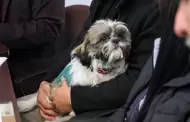 Exhortan a proteger a los animales ante el incremento de temperaturas en Baja California