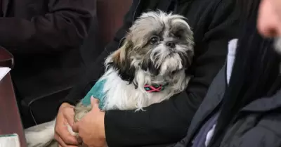 Perro