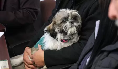 Perro mascota animal