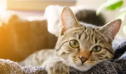 Gato