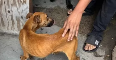Rescate de perros