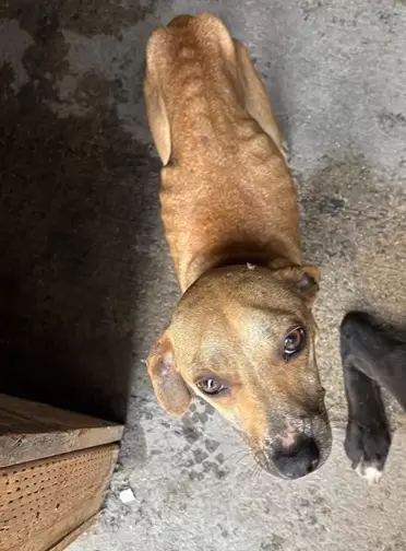 Rescate de perros