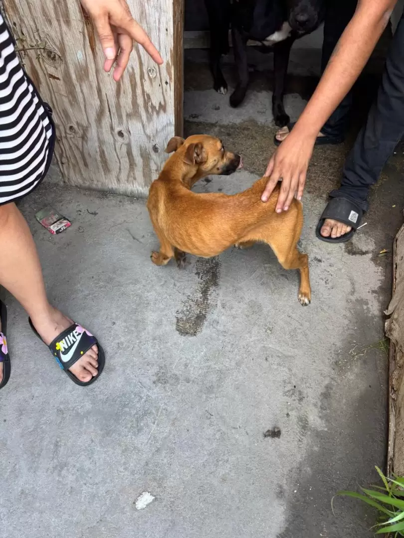 Rescate de perros