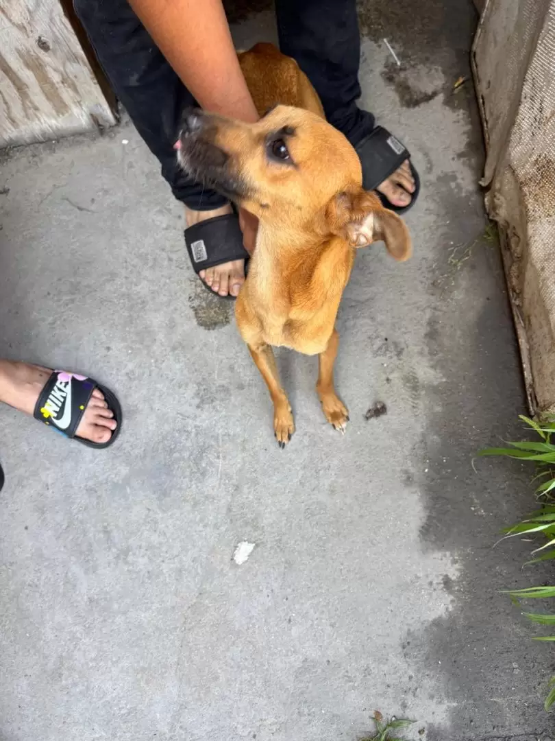 Rescate de perros