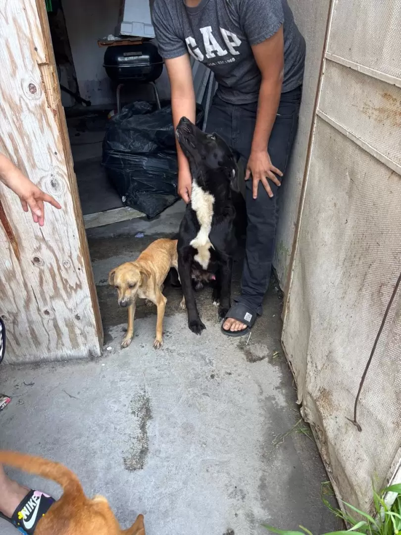 Rescate de perros