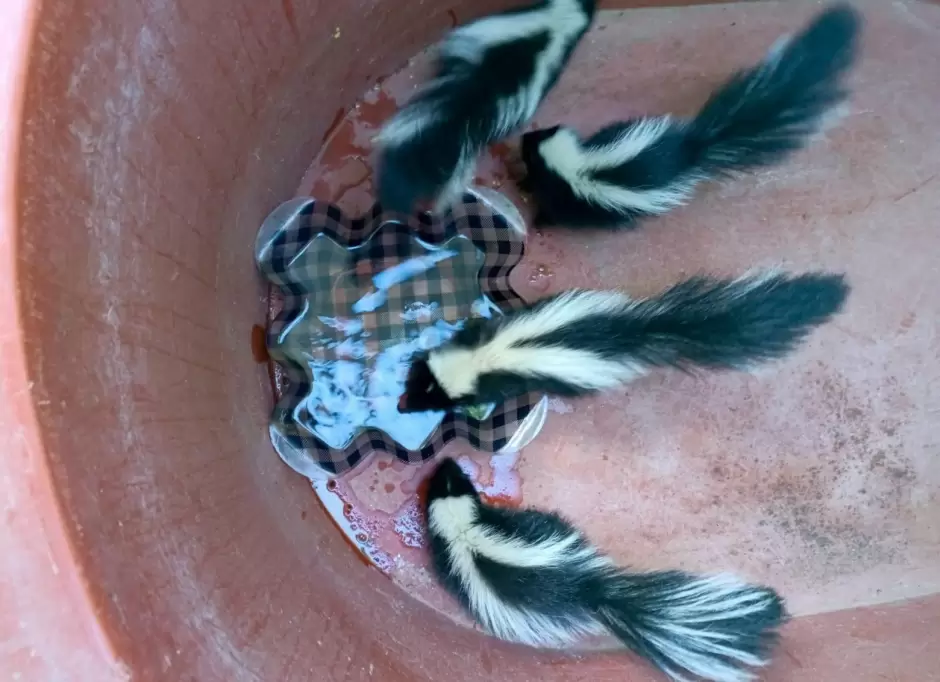 Rescatan a cuatro zorrillos en la Preparatoria Lzaro Crdenas