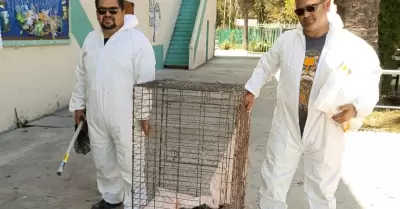 Rescatan a cuatro zorrillos en la Preparatoria Lzaro Crdenas