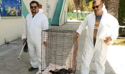 Rescatan a cuatro zorrillos en la Preparatoria Lzaro Crdenas