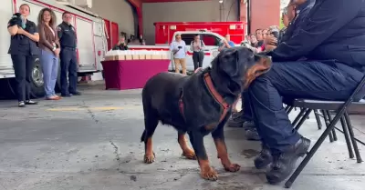 Héroes de cuatro patas
