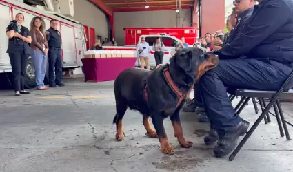 Hroes de cuatro patas