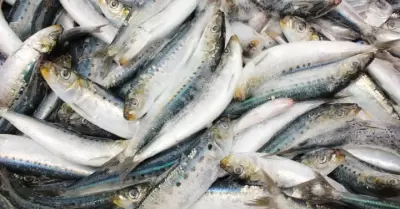 Sardina