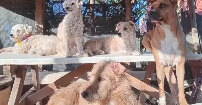 Perros callejeros