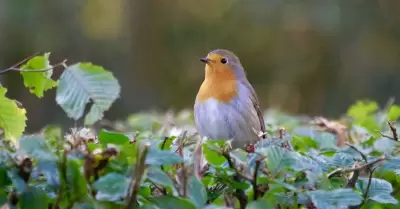 Vida silvestre