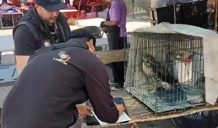 Comercializadas de manera ilegal