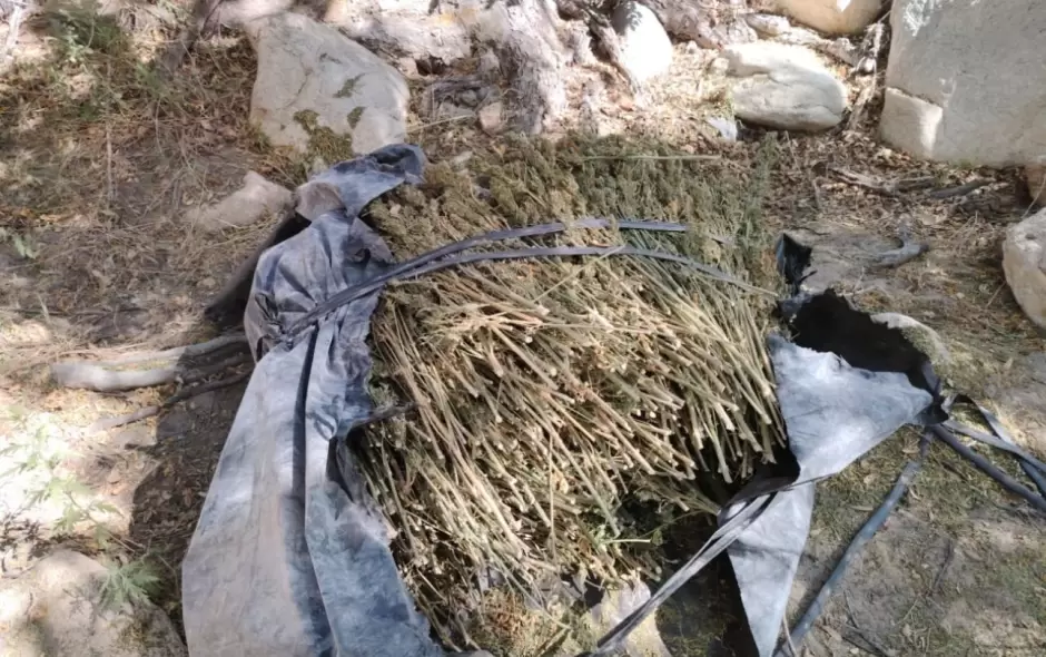 Erradican cinco plantos de marihuana en Baja California