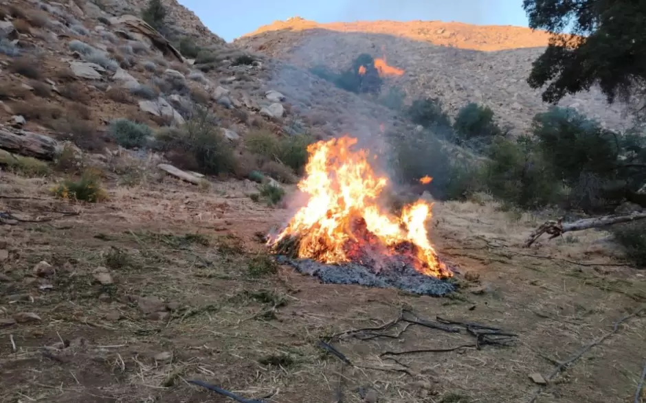 Erradican cinco plantos de marihuana en Baja California