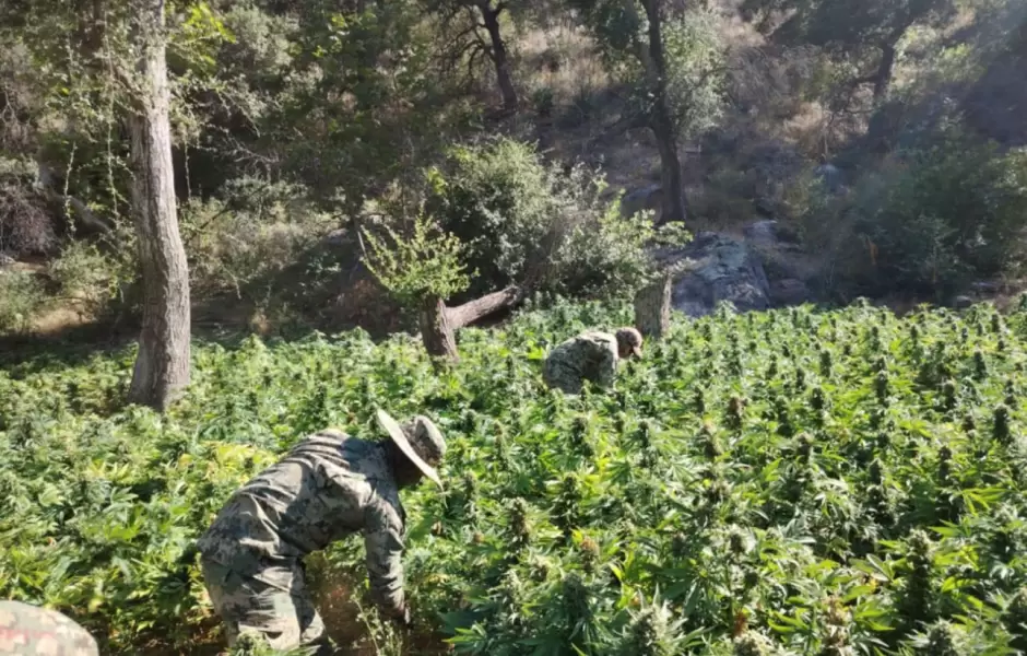 Erradican cinco plantos de marihuana en Baja California