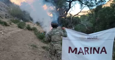 Erradican cinco plantíos de marihuana en Baja California