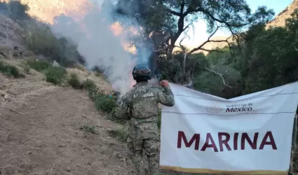 Erradican cinco plantos de marihuana en Baja California
