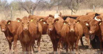 Exportacin de ganado