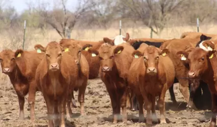 Exportacin de ganado