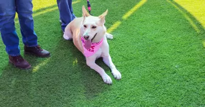 "Adopta, Emprende y Apoya"