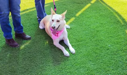 "Adopta, Emprende y Apoya"