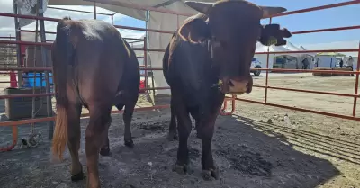 Expo Agro San Quintn 2025