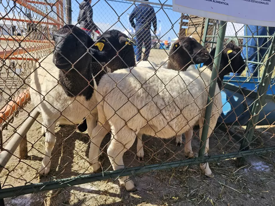 Expo Agro San Quintín 2025