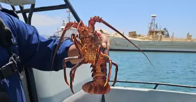 Langosta