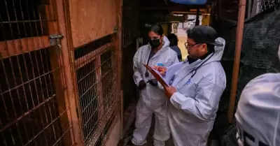 300 perros en situación de riesgo en Ensenada