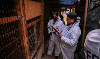 300 perros en situacin de riesgo en Ensenada