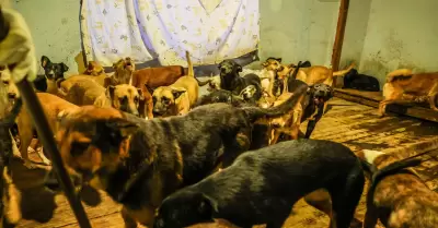 Animales
