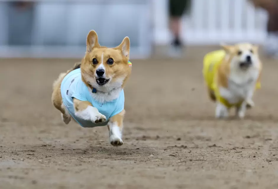 Feria del Condado de San Diego 2025
