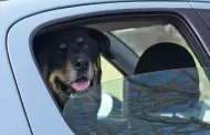 El condado insta a los dueos de mascotas a protegerlas durante el calor extremo