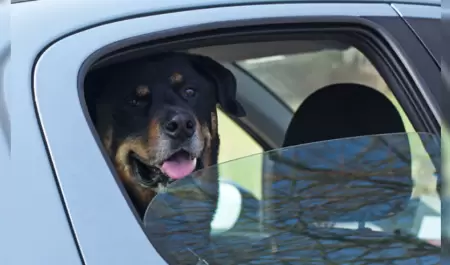 perro