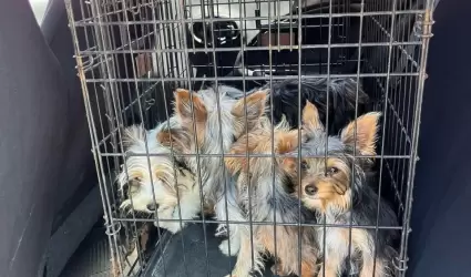 Rescatan caninos que eran comercializados en mercado sobre ruedas