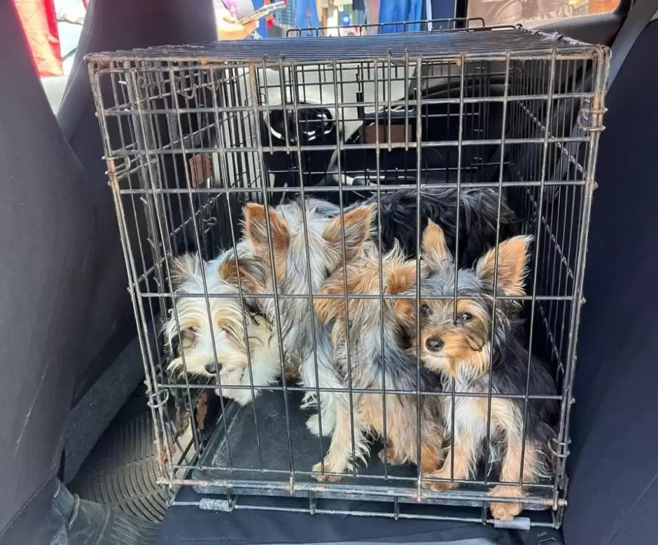 Rescatan caninos que eran comercializados en mercado sobre ruedas