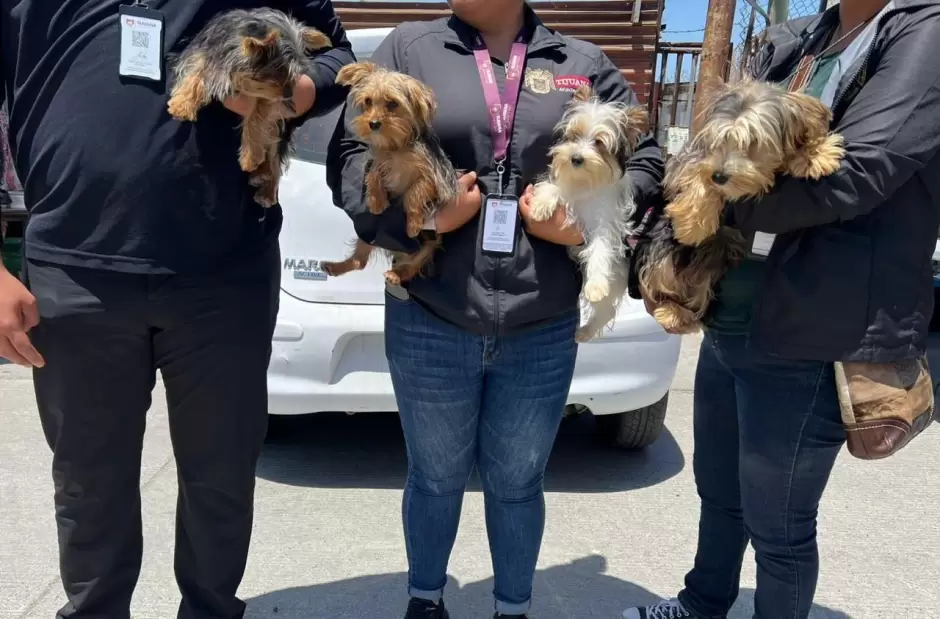 Rescatan caninos que eran comercializados en mercado sobre ruedas