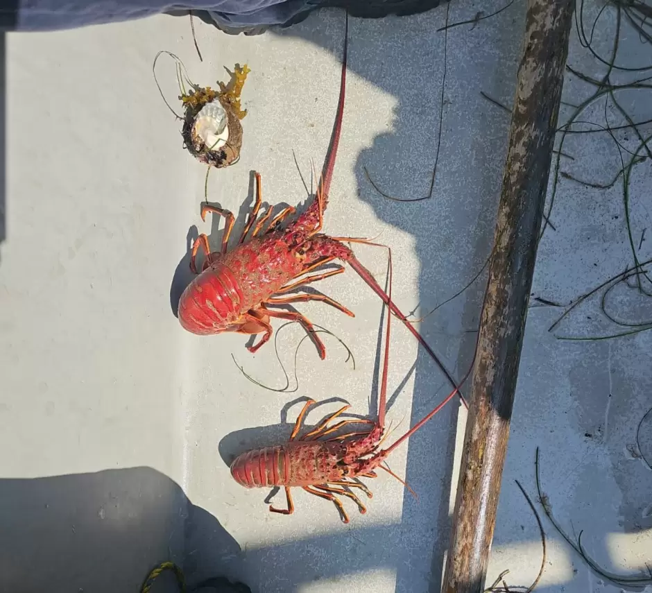 Langostas rojas liberadas