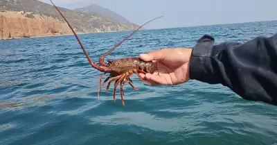 Langostas rojas liberadas