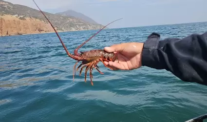 Langostas rojas liberadas