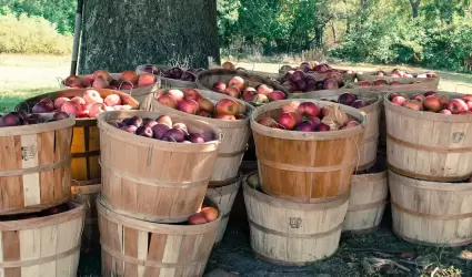 huerta, cosecha de manzana