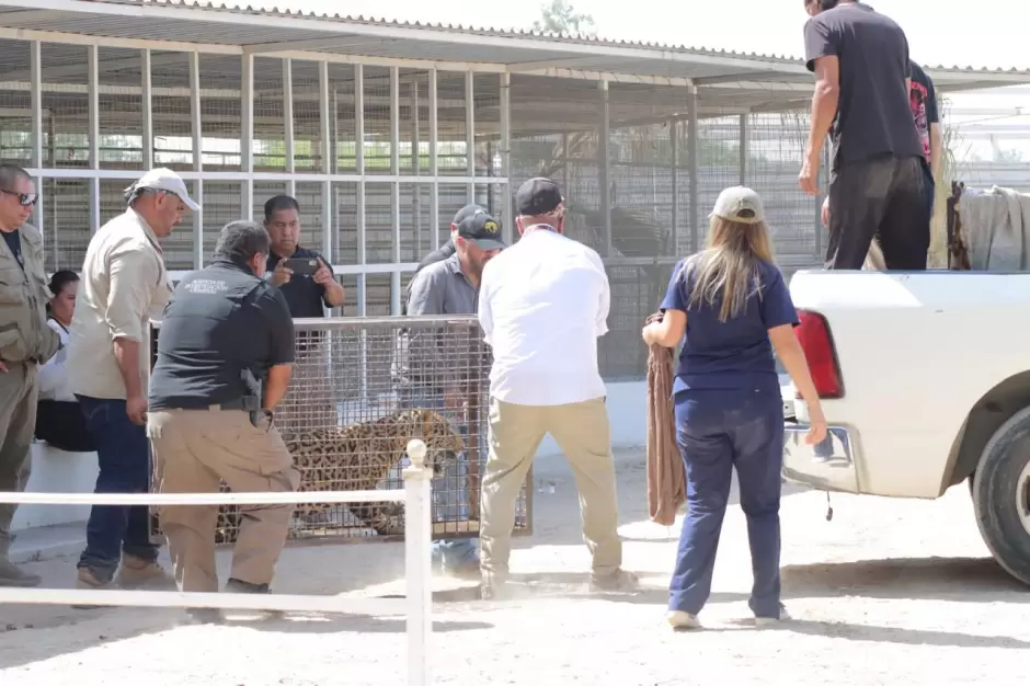 Rescatan dos jaguares en Mexicali