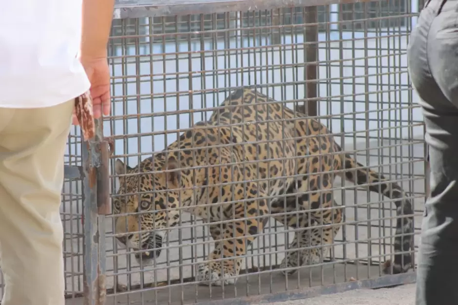 Rescatan dos jaguares en Mexicali