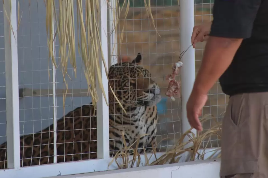 Rescatan dos jaguares en Mexicali