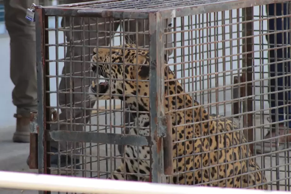 Rescatan dos jaguares en Mexicali