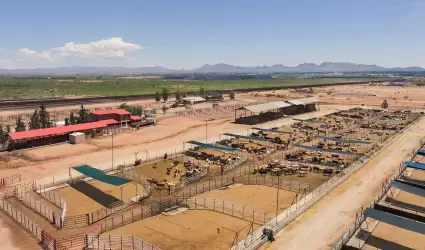 Ganado de exportacin en frontera con EEUU