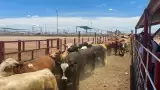 Cierre de la frontera a exportaci�n de ganado mexicano/ gusano barrenador